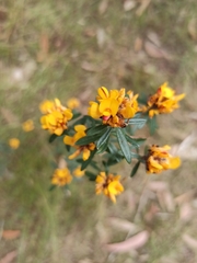 Pultenaea myrtoides