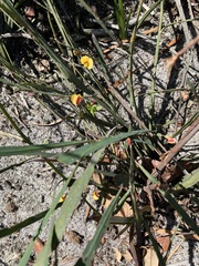 Bossiaea ensata
