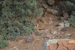 Petrogale xanthopus