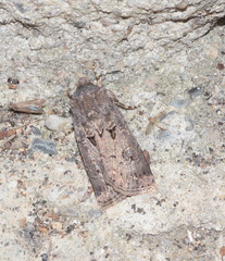 Agrotis bigramma