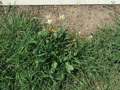 Leucanthemum vulgare