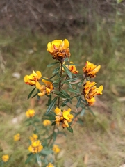 Pultenaea myrtoides