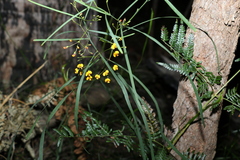 Daviesia wyattiana