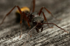 Dolichoderus extensispinus