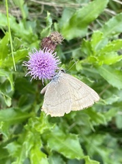 Thecla betulae