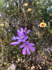 Iridaceae