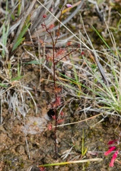 Drosera