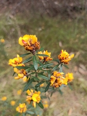 Pultenaea myrtoides