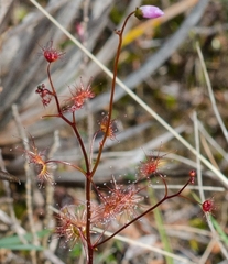 Drosera