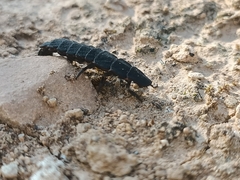 Nyctophila reichii