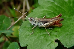 Gomphocerippus rufus