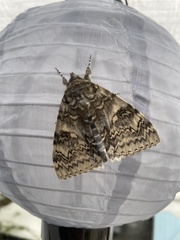 Catocala fraxini
