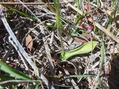 Glossodia major