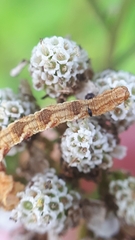 Eupithecia absinthiata