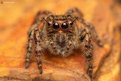 Hyllus