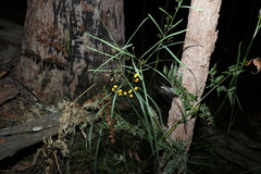 Daviesia wyattiana
