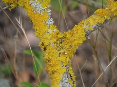 Xanthoria parietina