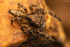 Hyllus