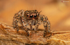 Hyllus
