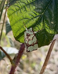 Staurophora celsia