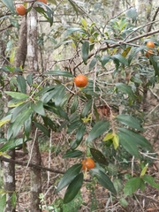 Petalostigma triloculare