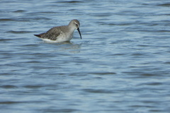Calidris ferruginea