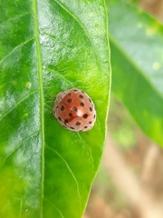 Henosepilachna vigintioctopunctata
