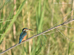 Alcedo atthis