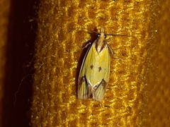 Agapeta zoegana