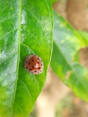 Henosepilachna vigintioctopunctata