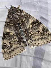 Catocala fraxini