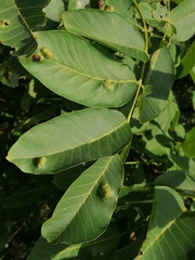 Aceria erinea