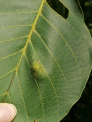 Aceria erinea