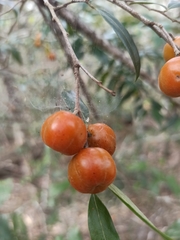 Petalostigma triloculare