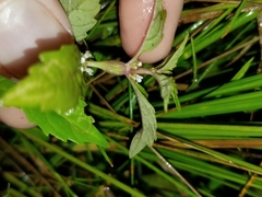 Neolasioptera lycopi