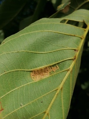 Aceria erinea