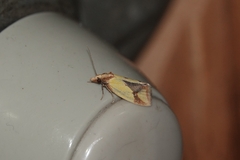 Agapeta zoegana