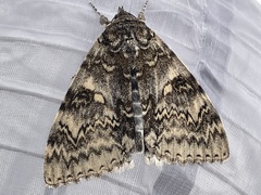 Catocala fraxini