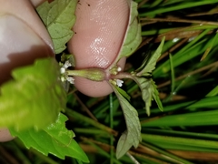 Neolasioptera lycopi