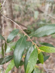 Petalostigma triloculare