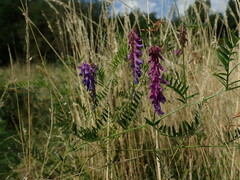 Vicia cracca