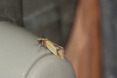 Agapeta zoegana