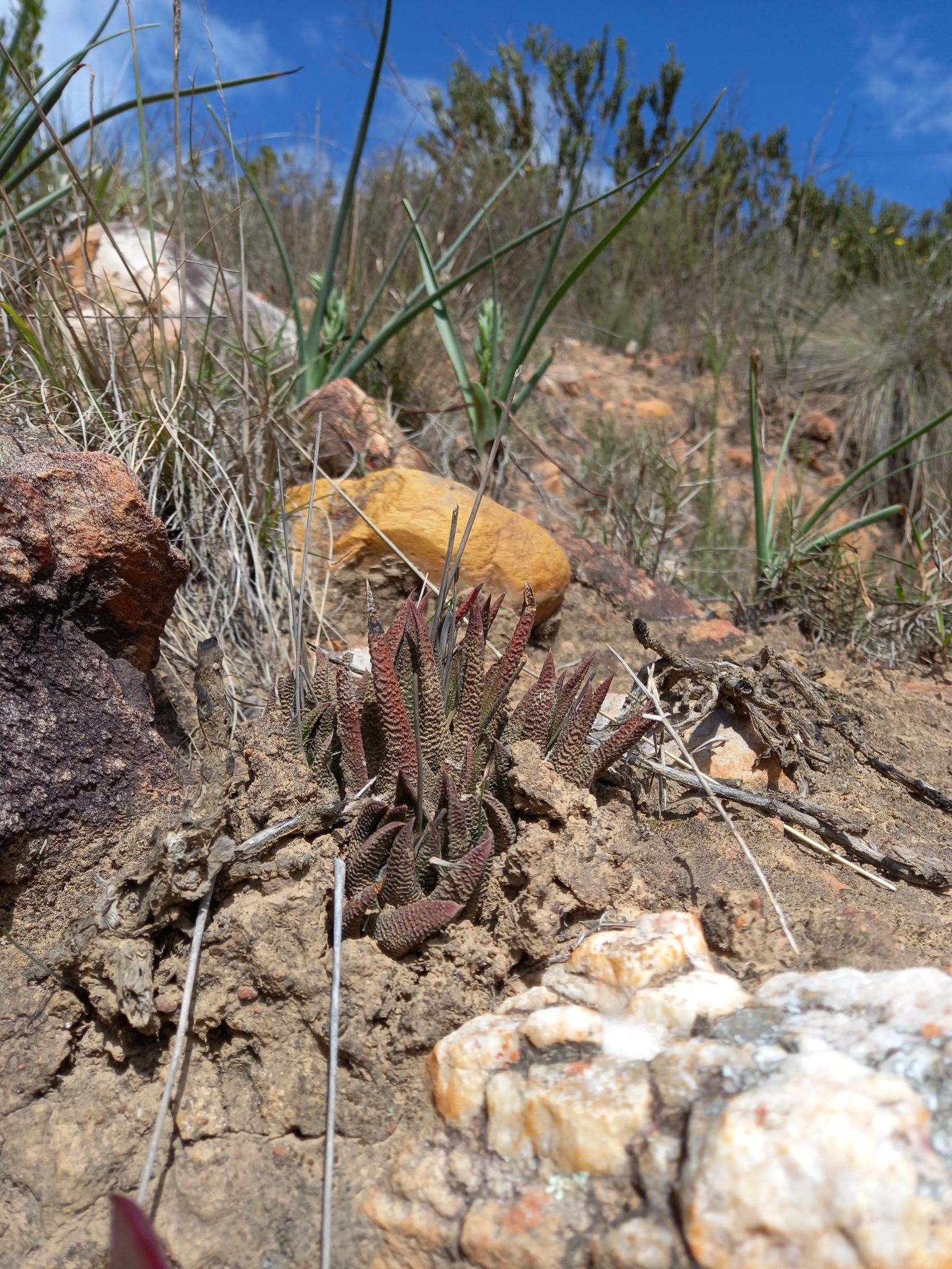 Haworthiopsis scabra