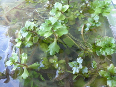 Shinnersia rivularis