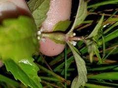 Neolasioptera lycopi