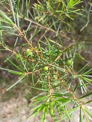 Persoonia virgata
