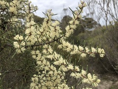 Hakea rugosa