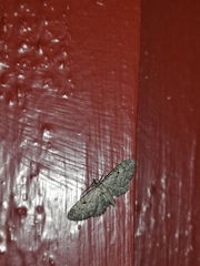 Eupithecia pusillata