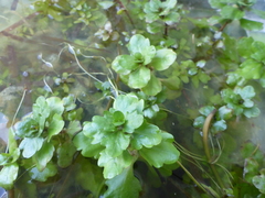 Shinnersia rivularis