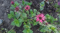 Monarda didyma